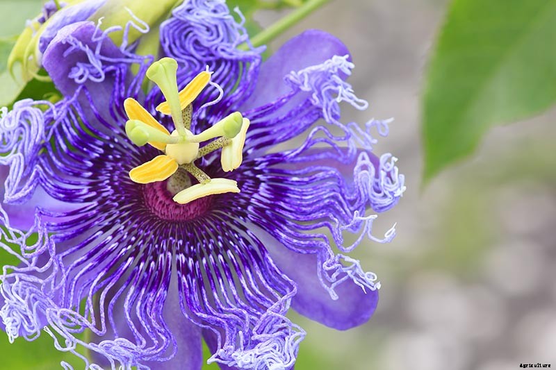How to Grow and Care for Passionflower