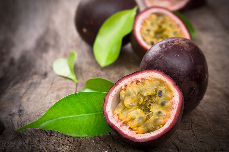 How to Grow and Care for Passionflower