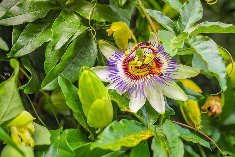 How to Grow and Care for Passionflower
