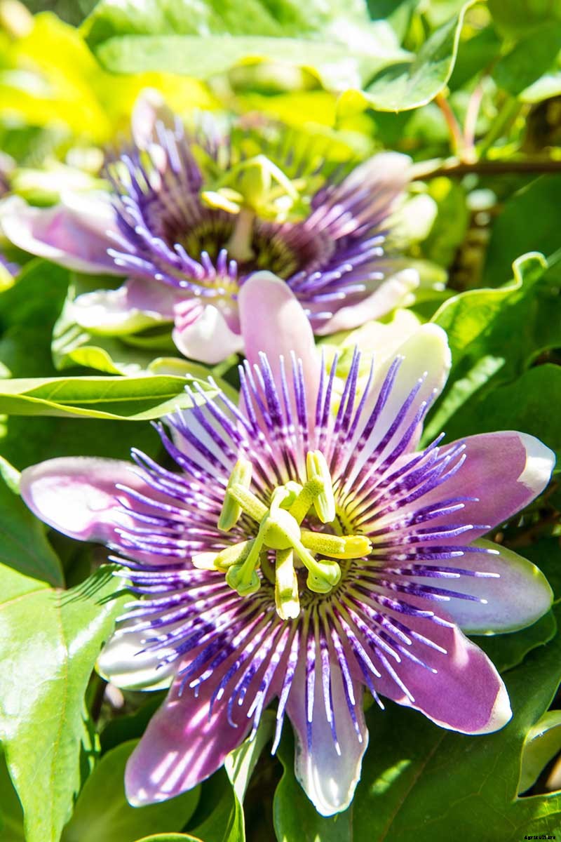 How to Grow and Care for Passionflower