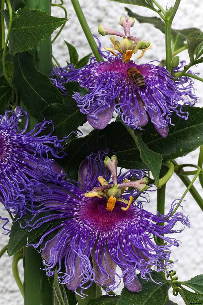 How to Grow and Care for Passionflower