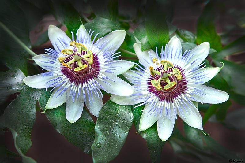 How to Grow and Care for Passionflower