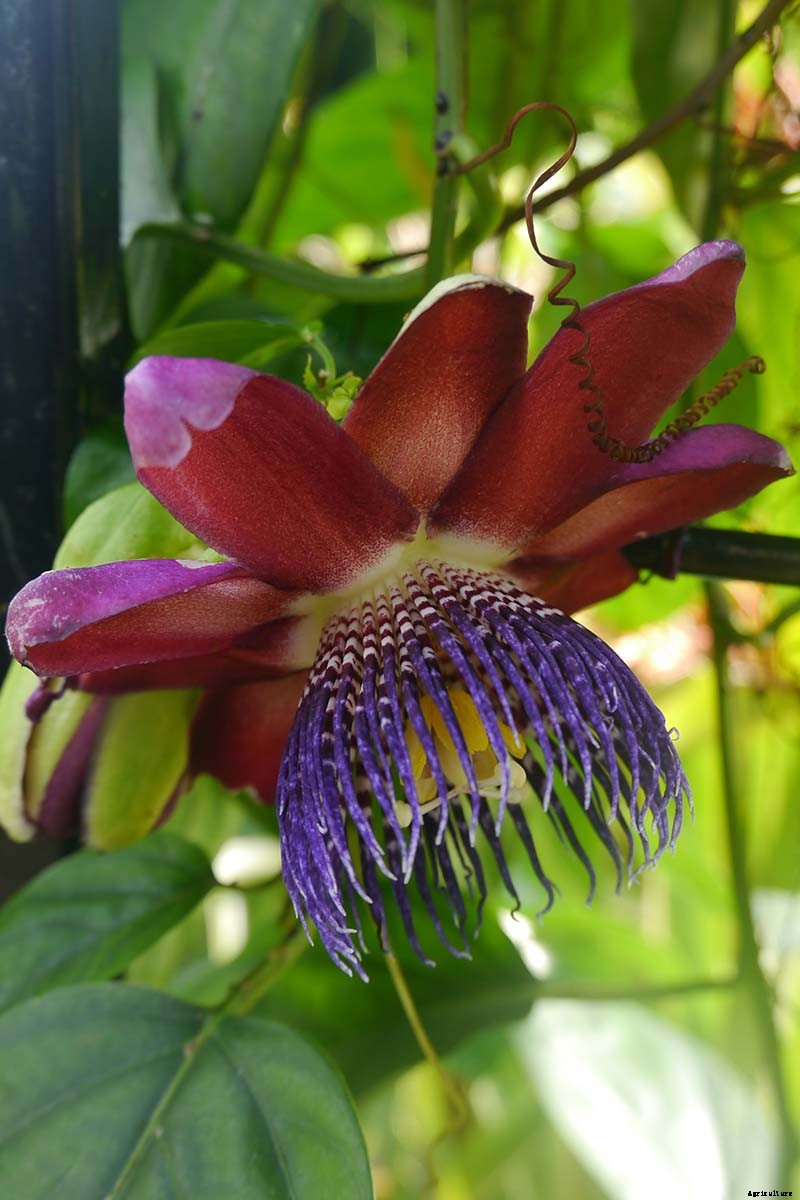 How to Grow and Care for Passionflower