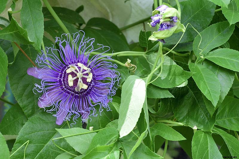 How to Grow and Care for Passionflower