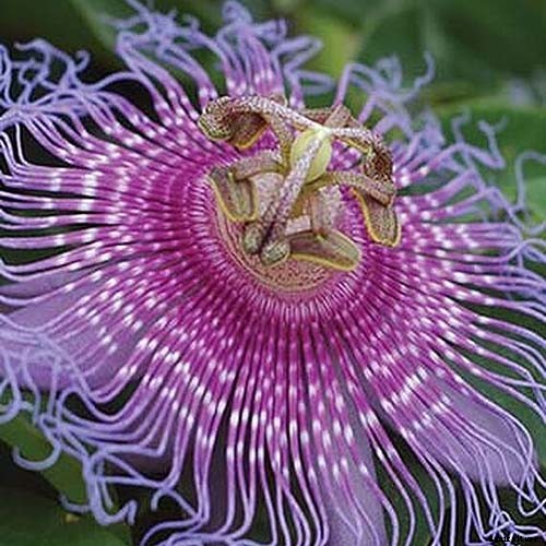 How to Grow and Care for Passionflower
