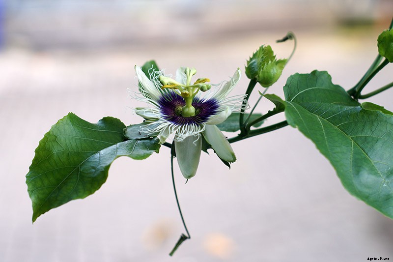 How to Grow and Care for Passionflower