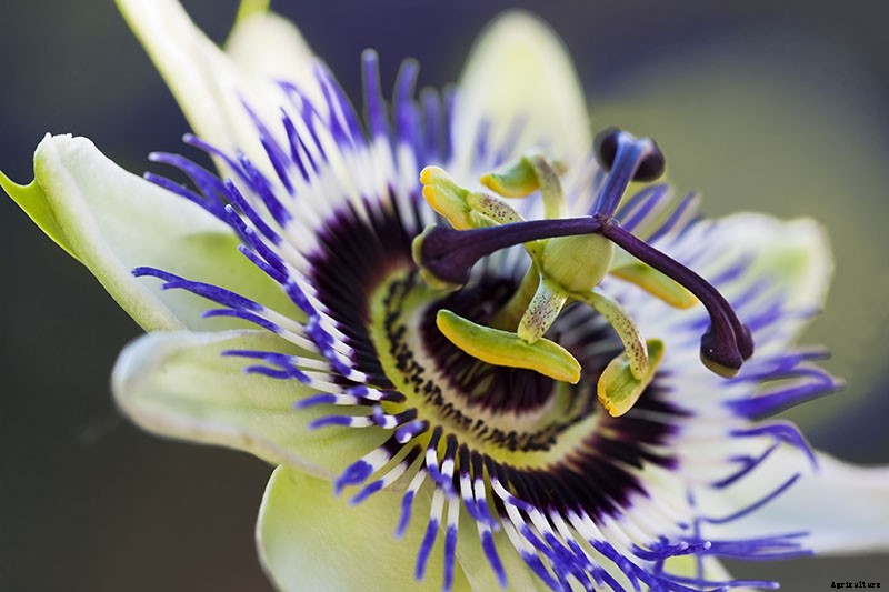 How to Grow and Care for Passionflower