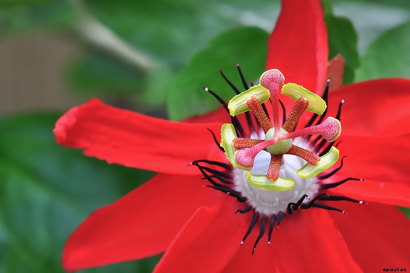 How to Grow and Care for Passionflower