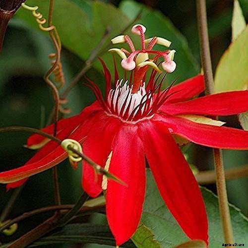 How to Grow and Care for Passionflower