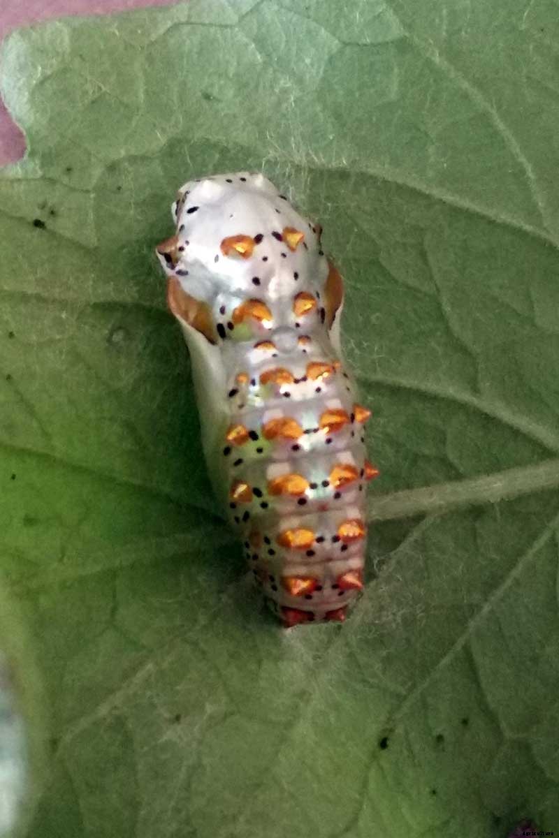 How to Grow and Care for Passionflower