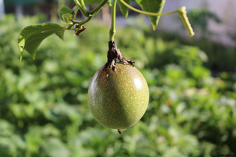 How to Grow and Care for Passionflower