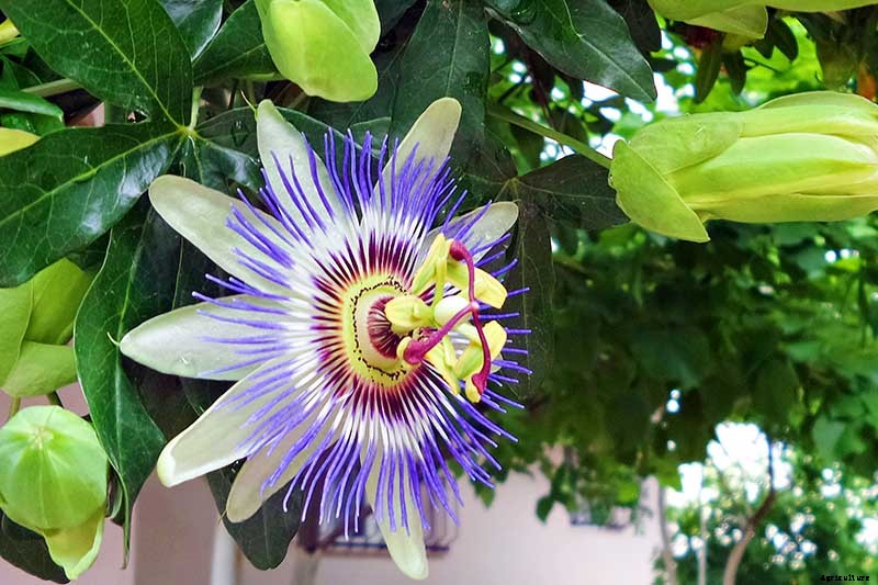 How to Grow and Care for Passionflower