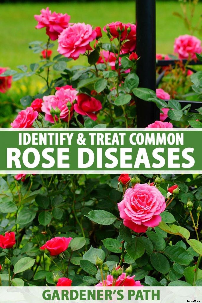 How to Identify and Treat Common Rose Diseases