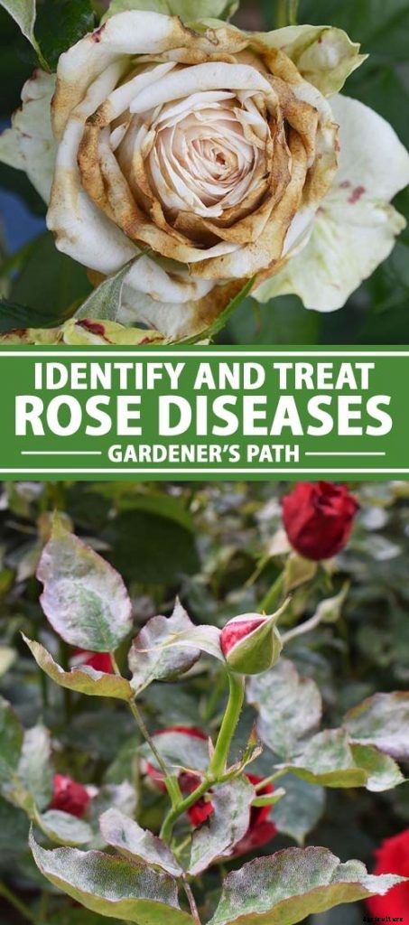 How to Identify and Treat Common Rose Diseases