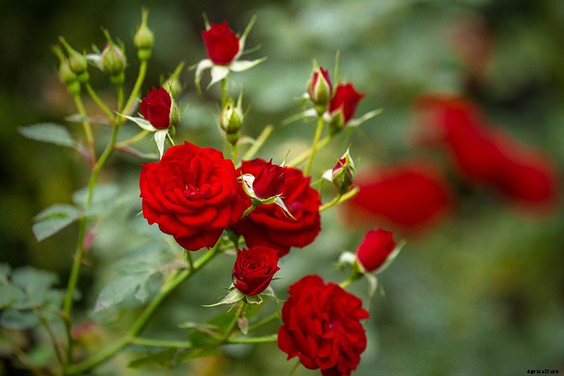 How to Identify and Treat Common Rose Diseases
