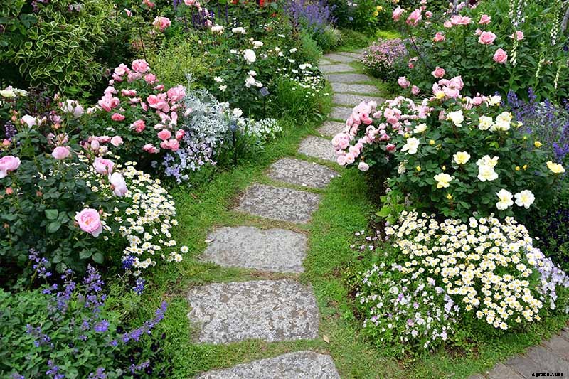 How to Identify and Treat Common Rose Diseases