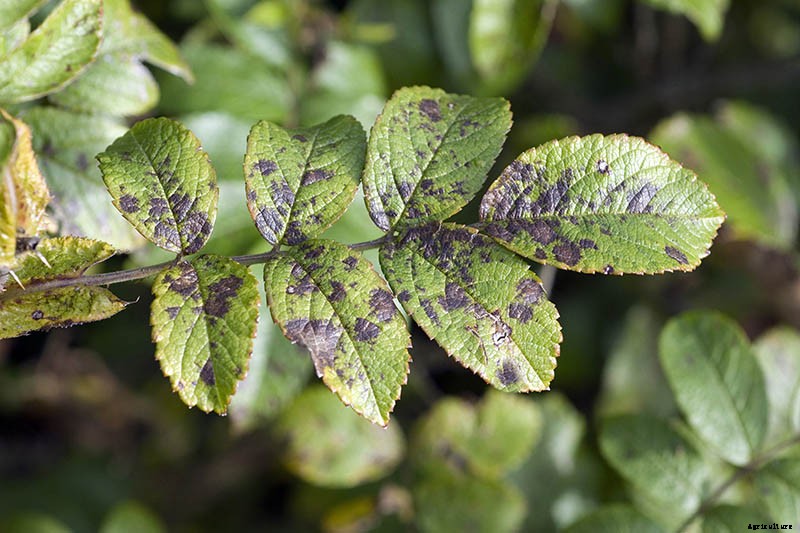 How to Identify and Treat Common Rose Diseases