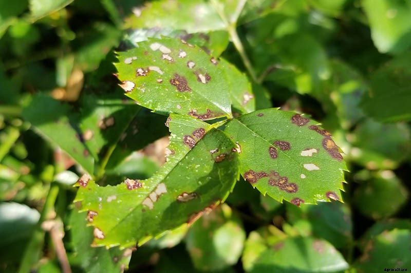 How to Identify and Treat Common Rose Diseases