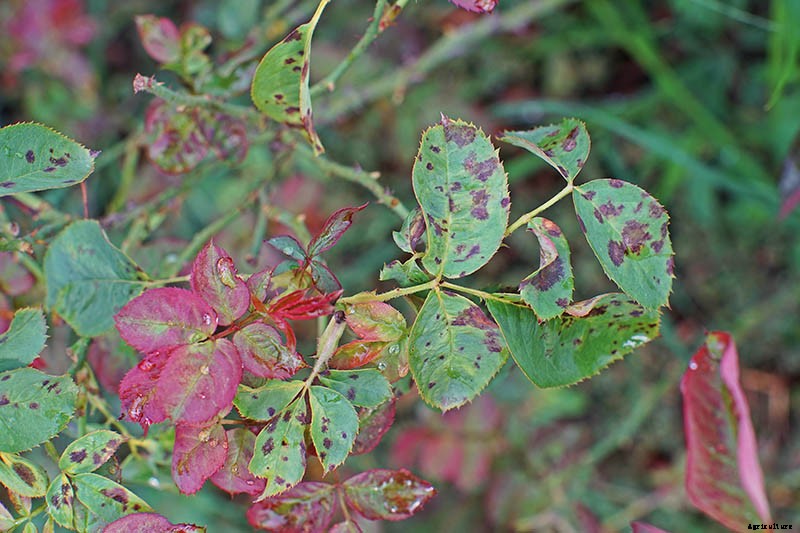 How to Identify and Treat Common Rose Diseases