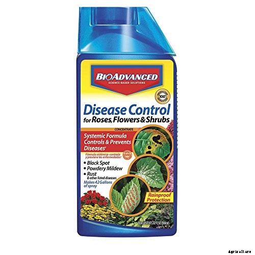 How to Identify and Treat Common Rose Diseases