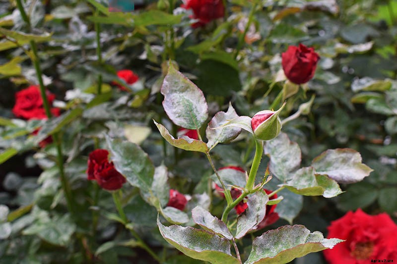 How to Identify and Treat Common Rose Diseases