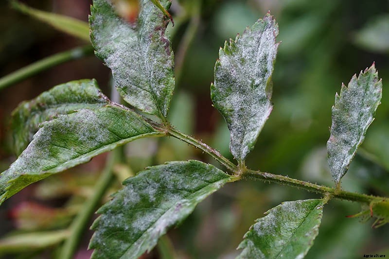 How to Identify and Treat Common Rose Diseases
