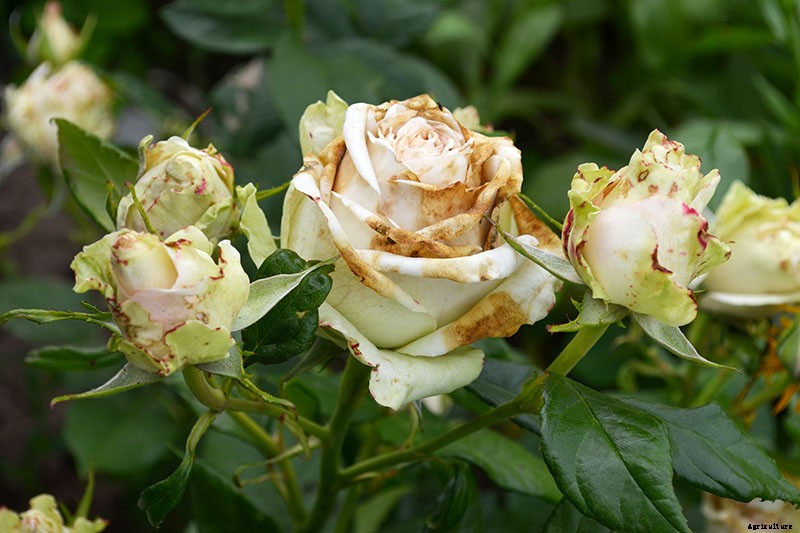 How to Identify and Treat Common Rose Diseases