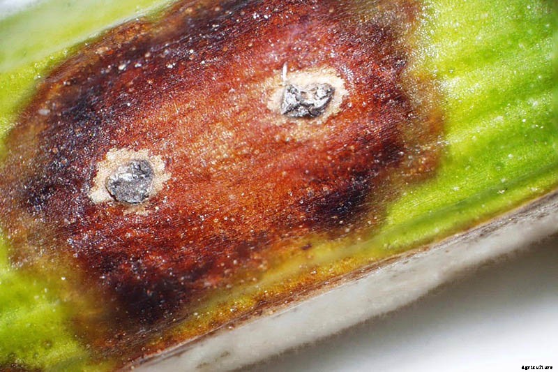 How to Identify and Treat Common Rose Diseases