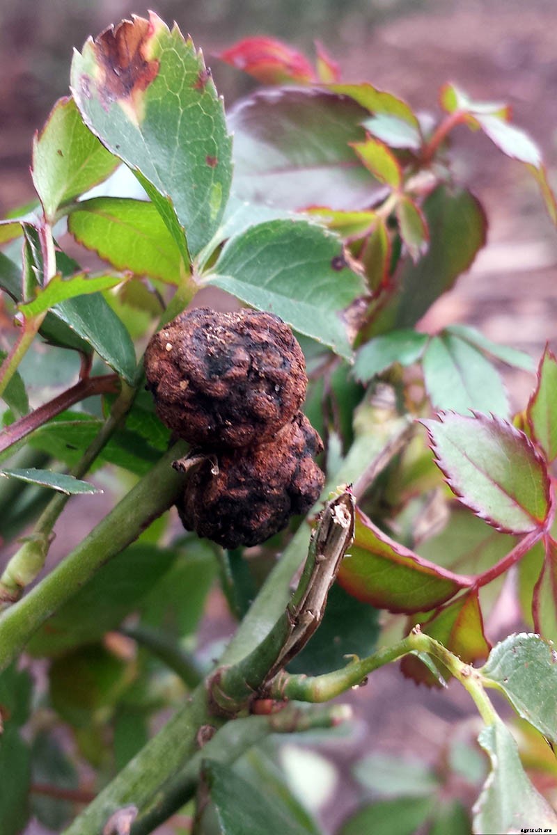 How to Identify and Treat Common Rose Diseases