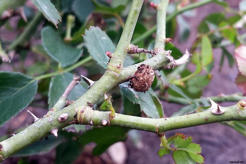 How to Identify and Treat Common Rose Diseases