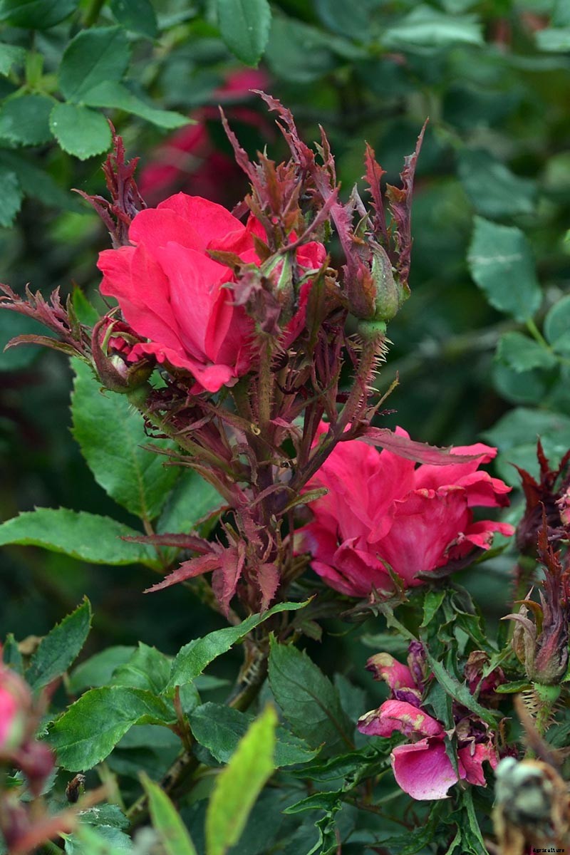 How to Identify and Treat Common Rose Diseases
