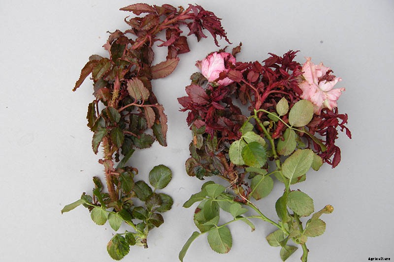 How to Identify and Treat Common Rose Diseases