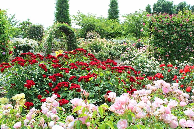 How to Identify and Treat Common Rose Diseases