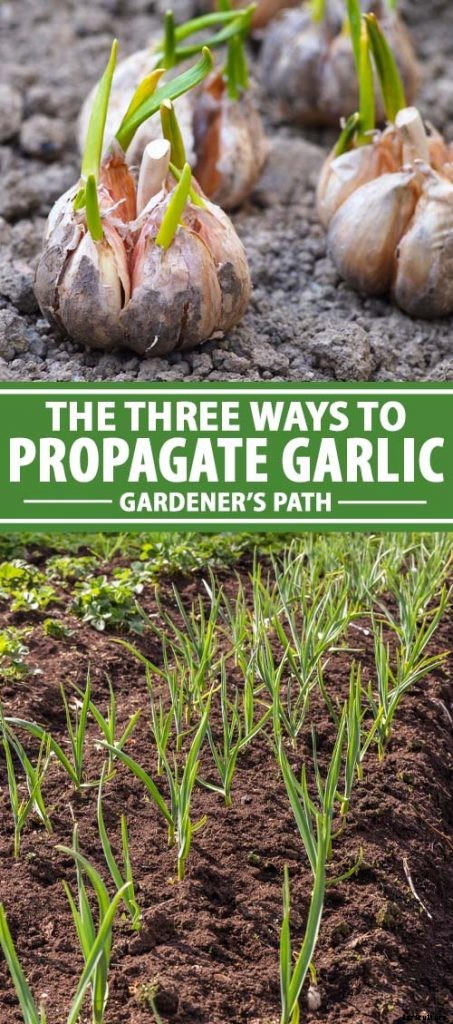 The Three Ways to Propagate Garlic