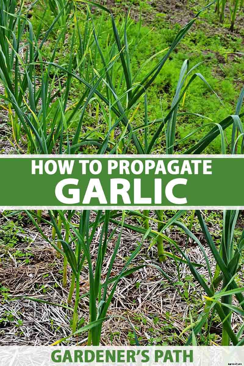 The Three Ways to Propagate Garlic