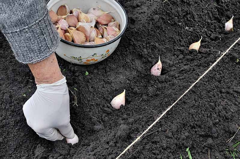 The Three Ways to Propagate Garlic
