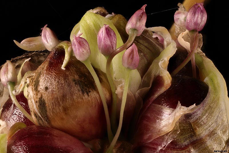 The Three Ways to Propagate Garlic