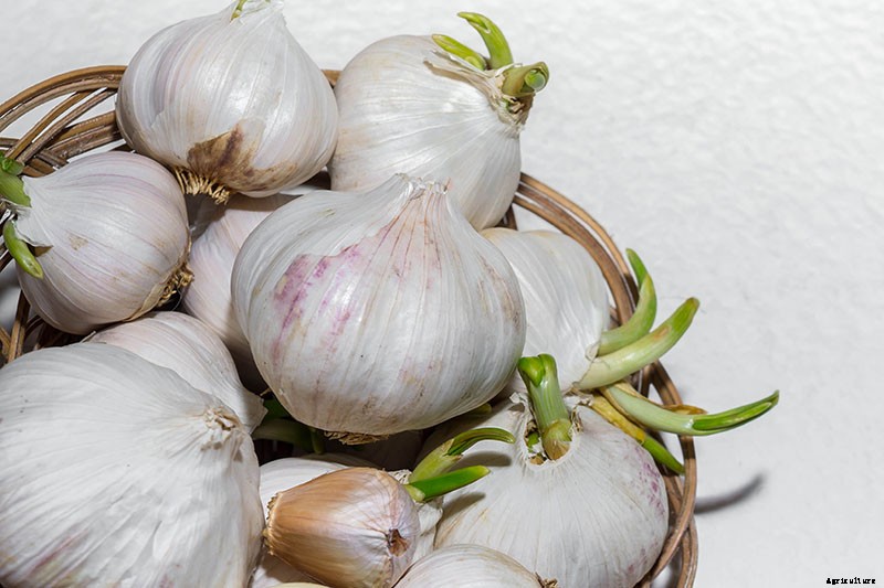 The Three Ways to Propagate Garlic