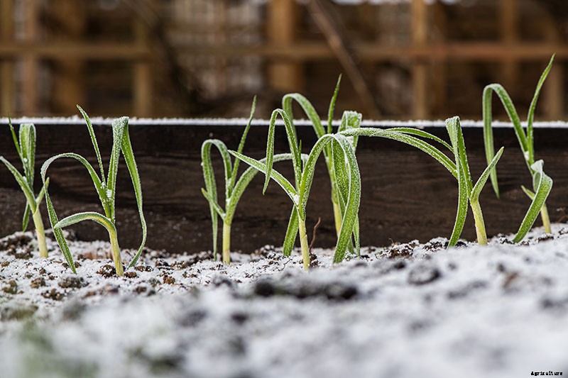 The Three Ways to Propagate Garlic