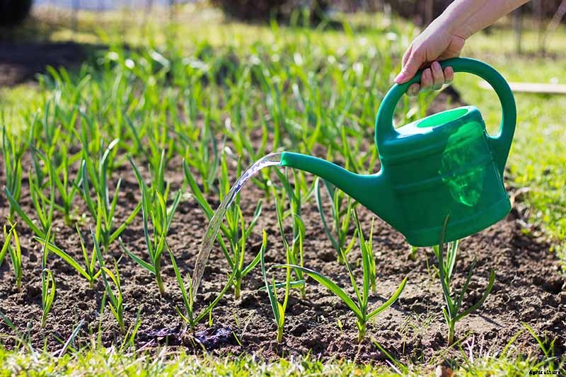 The Three Ways to Propagate Garlic