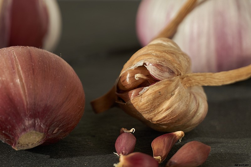 The Three Ways to Propagate Garlic