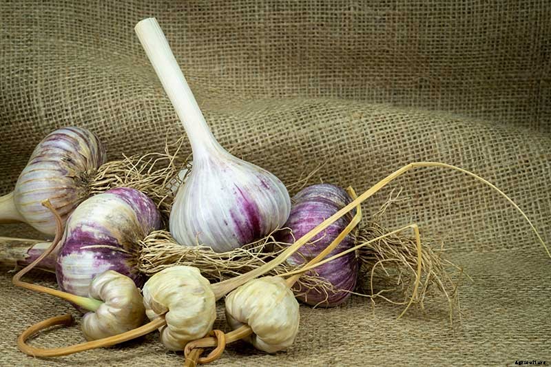 The Three Ways to Propagate Garlic