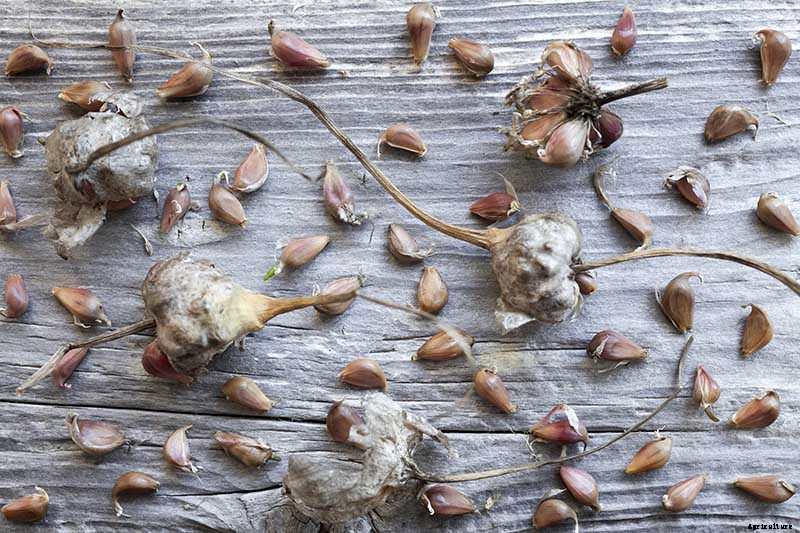 The Three Ways to Propagate Garlic