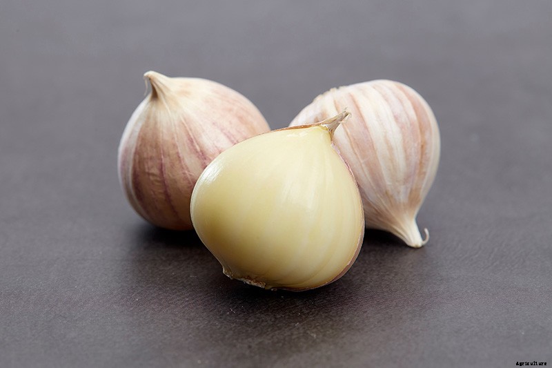 The Three Ways to Propagate Garlic