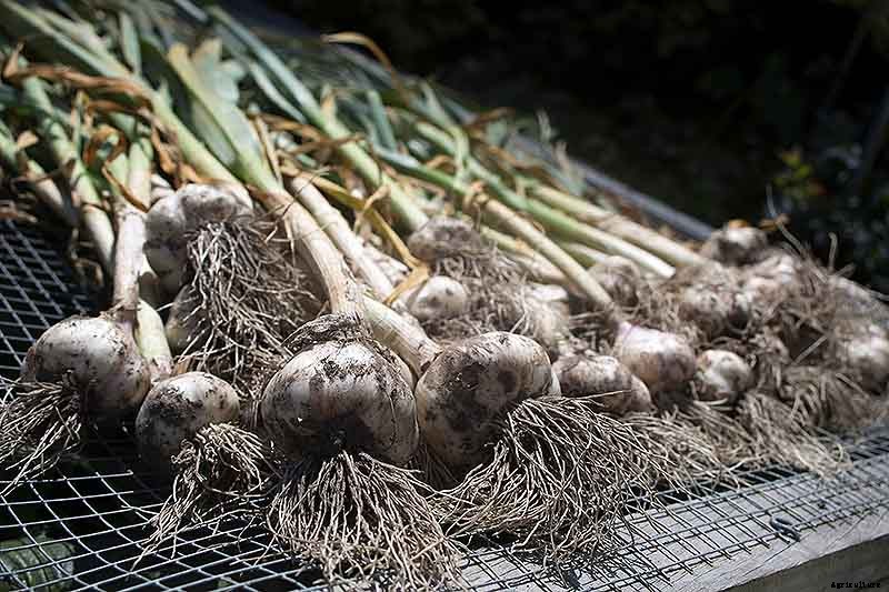 The Three Ways to Propagate Garlic