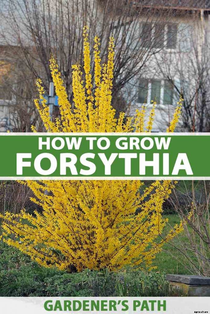 How to Grow and Care for Forsythia