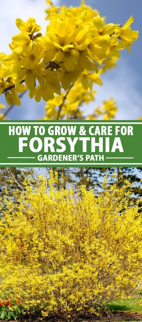 How to Grow and Care for Forsythia