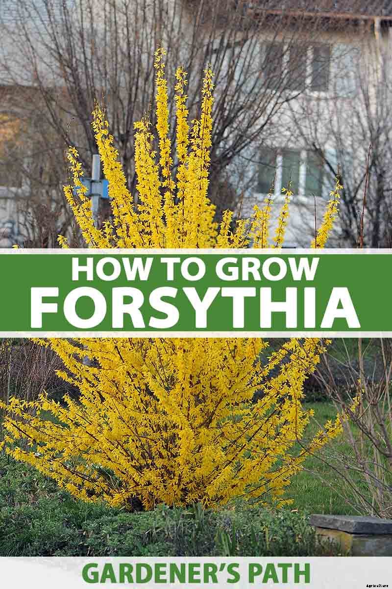 How to Grow and Care for Forsythia