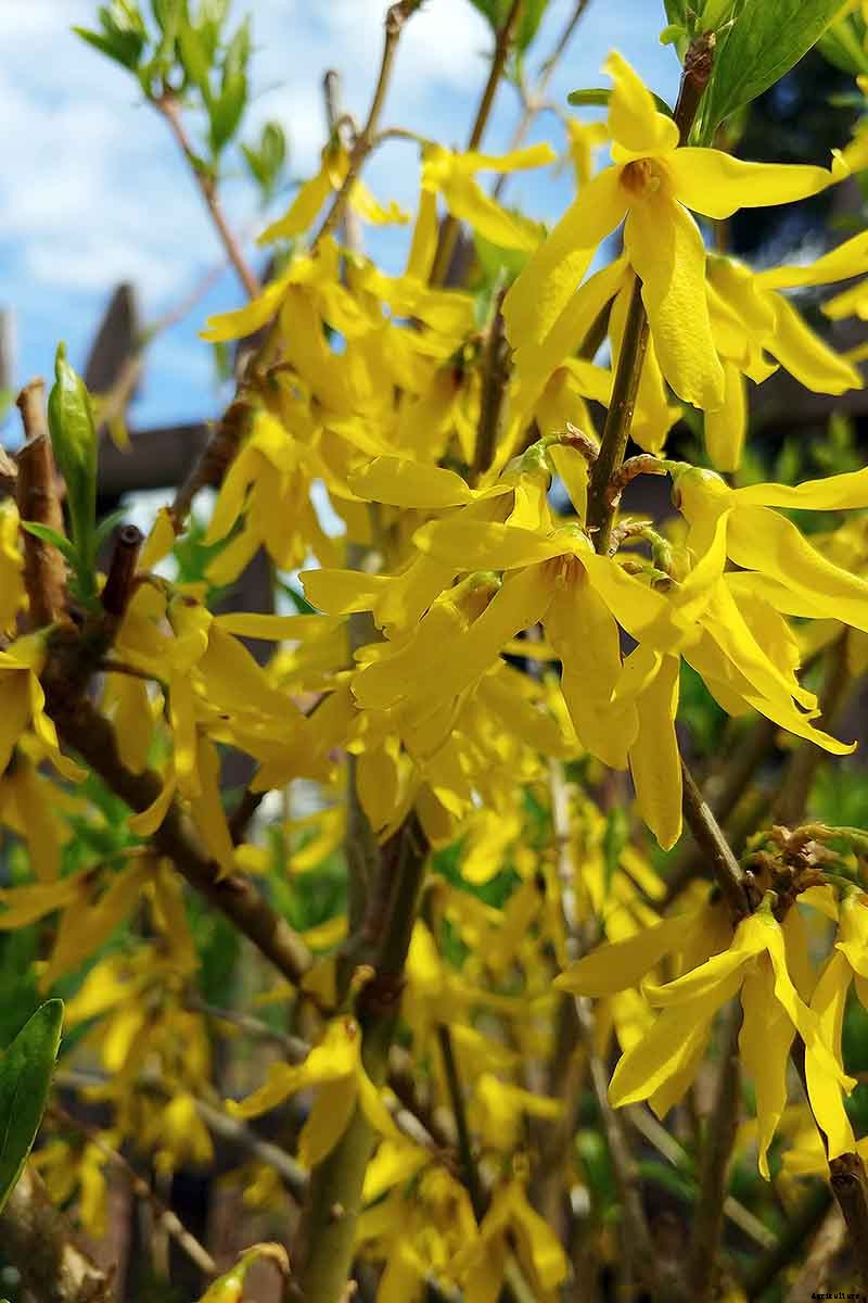 How to Grow and Care for Forsythia