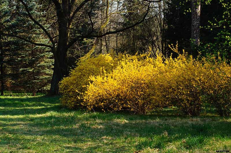 How to Grow and Care for Forsythia